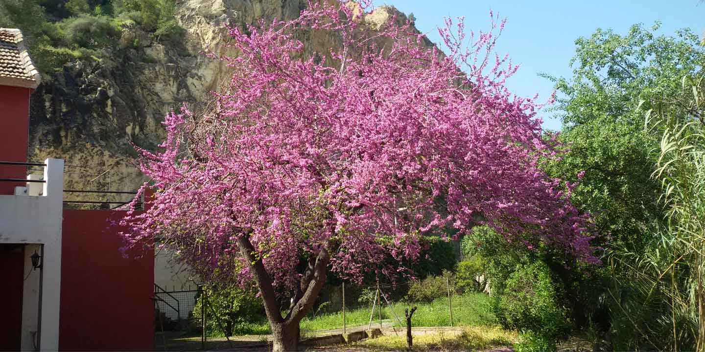 Casa Rural El Amparo